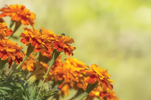 A bee on orange flowers.