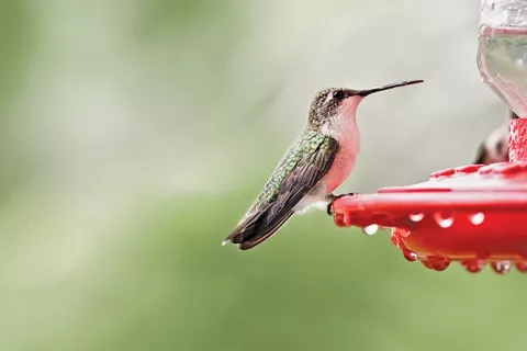 Hummingbird.