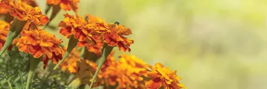 A bee on orange flowers.