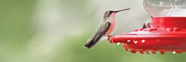 Hummingbird.